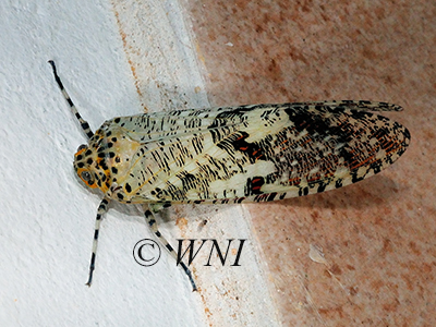 Phenax variegata (Fulgoridae, Hemiptera)